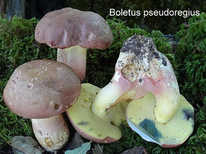 Butyriboletus pseudoregius-amf314.jpg - Butyriboletus pseudoregius ; Syn: Boletus pseudoregius ; Nom français: Bolet faux royal